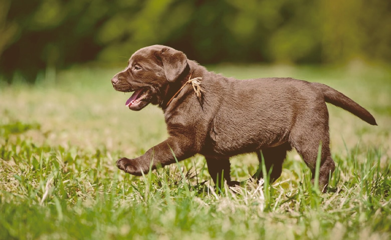 dog walking on the grass