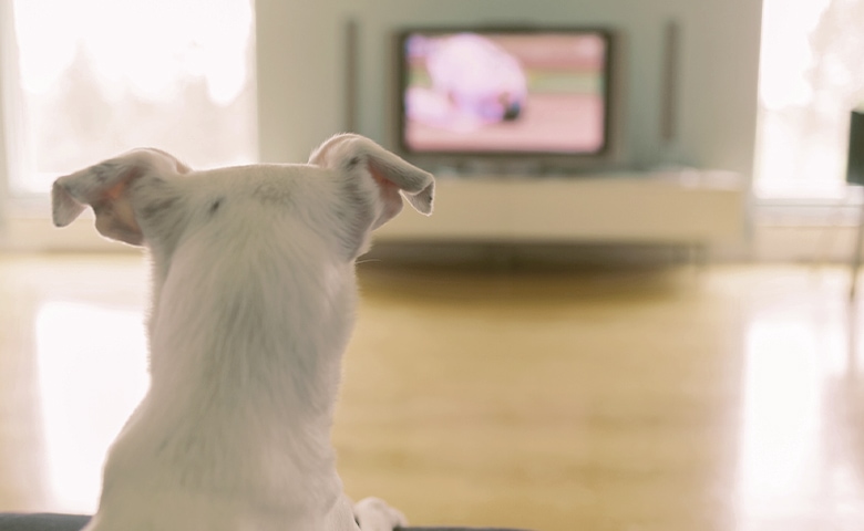 dog watching tv