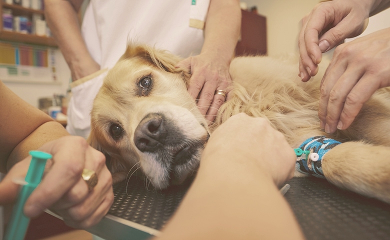 dog with vet