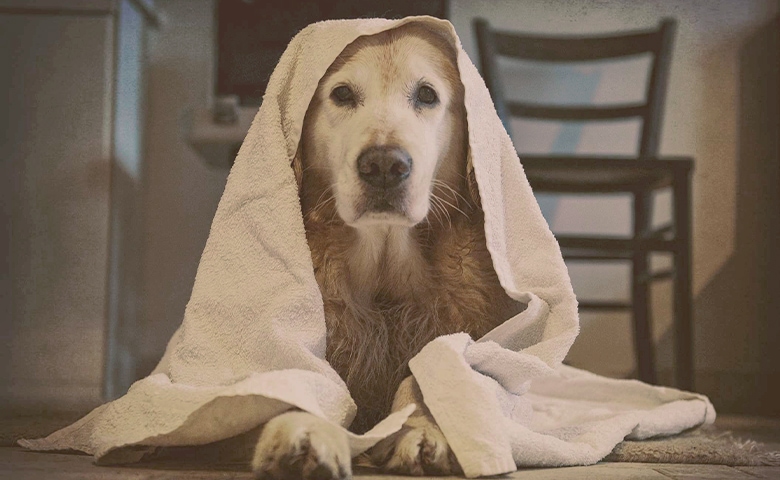 dog wrapped in a blanket dog wrapped in a blanket