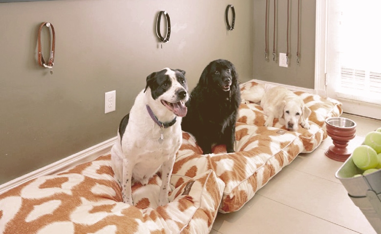 dogs in their dog room