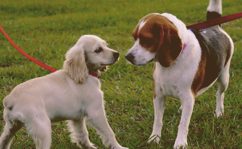 dogs messing around