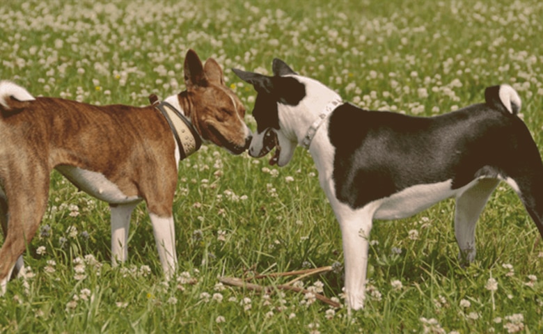 dogs messing around