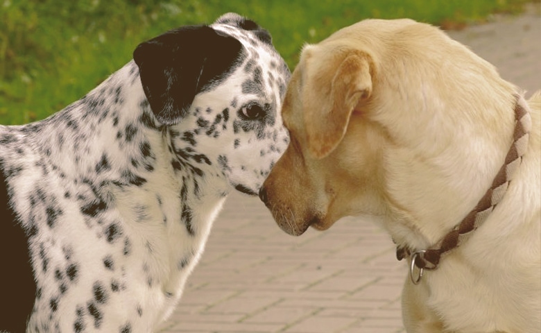 dogs messing around