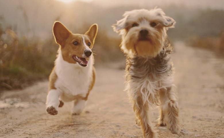 dogs running wild dogs running wild