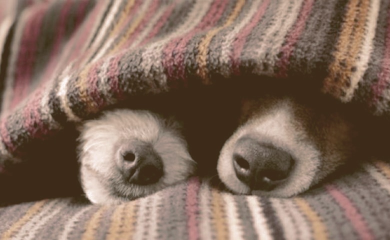 dogs under a blanket