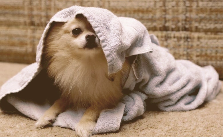 Dog Dry Bath Dog Dry Bath
