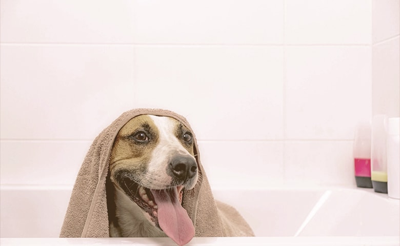 drying dog after bath drying dog after bath