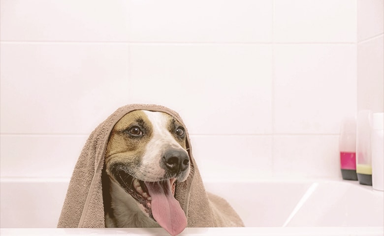 drying dog after bath