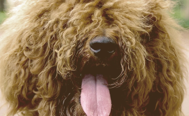 fluffy brown dog panting