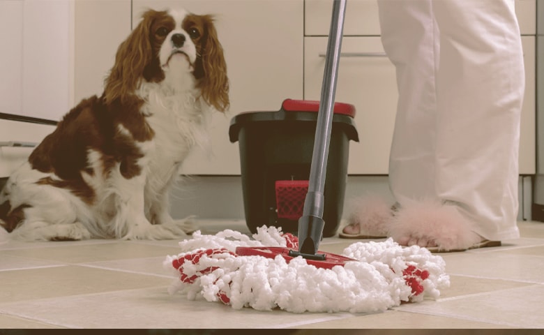 mop with dog watching mop with dog watching