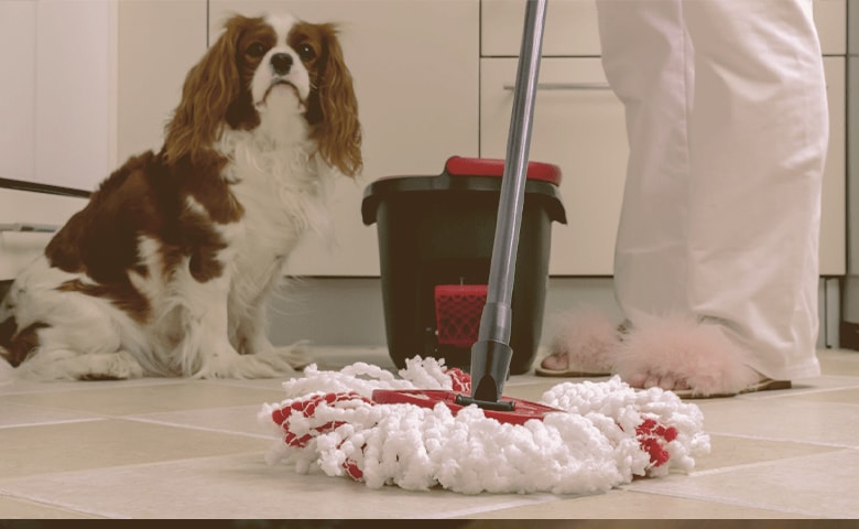 mop with dog watching