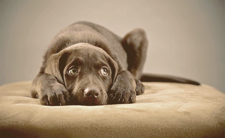 nervous puppy nervous puppy
