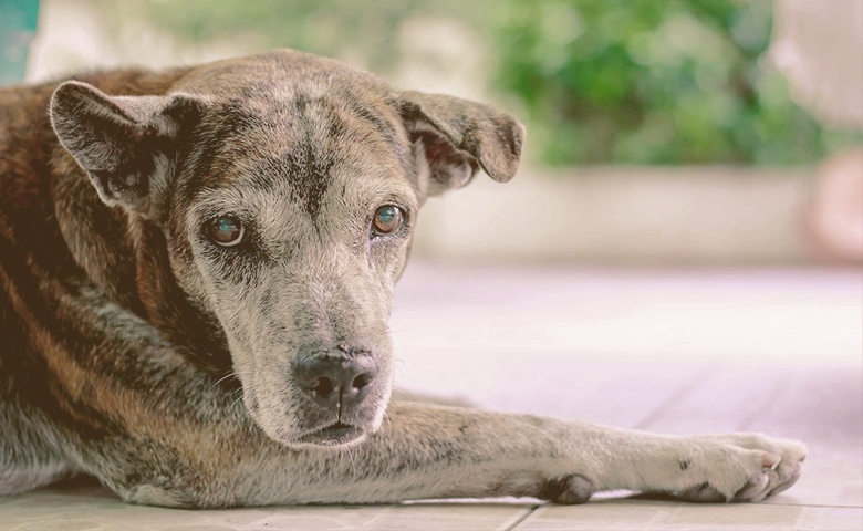 older dog laying down