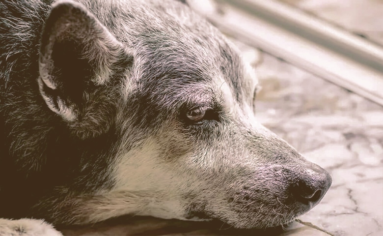 older dog laying down