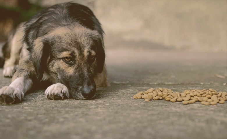 older dog looking at food older dog looking at food