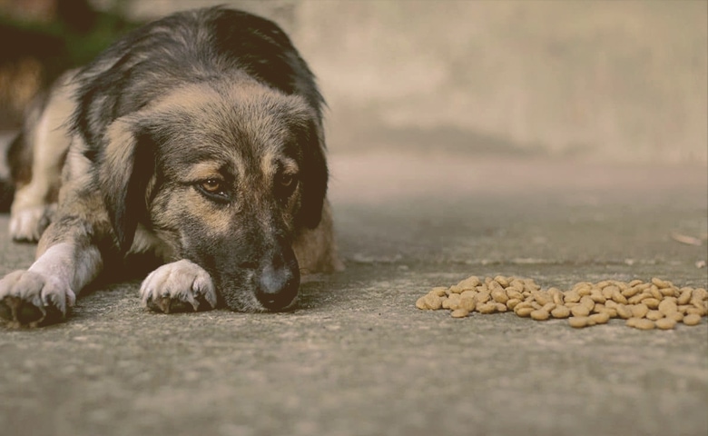 older dog looking at food