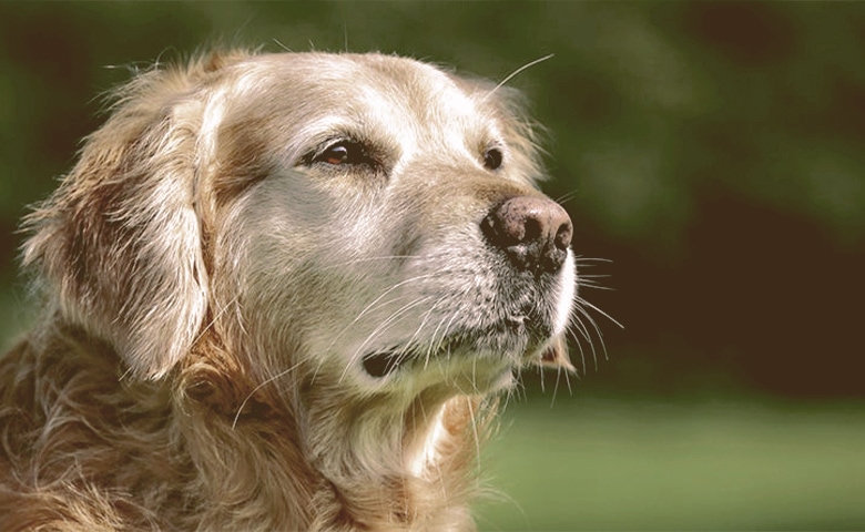 older dog looking