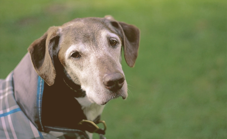 older dog looking older dog looking