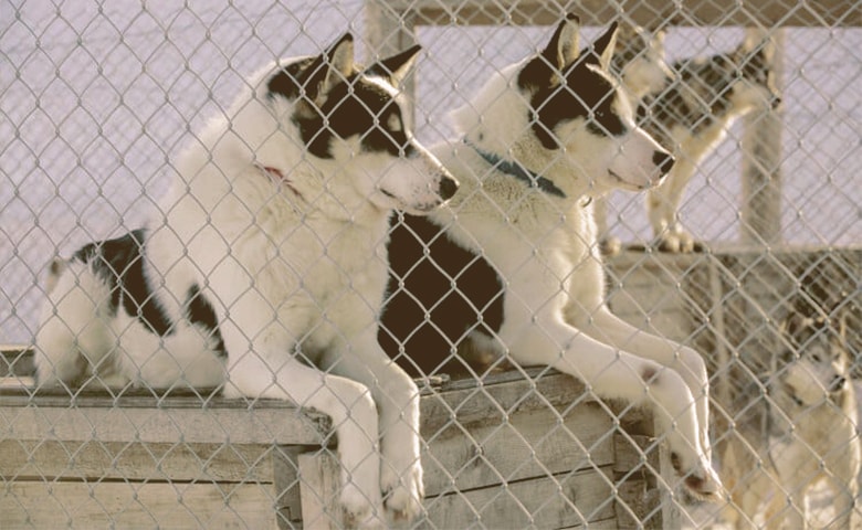 outdoor dog kennel