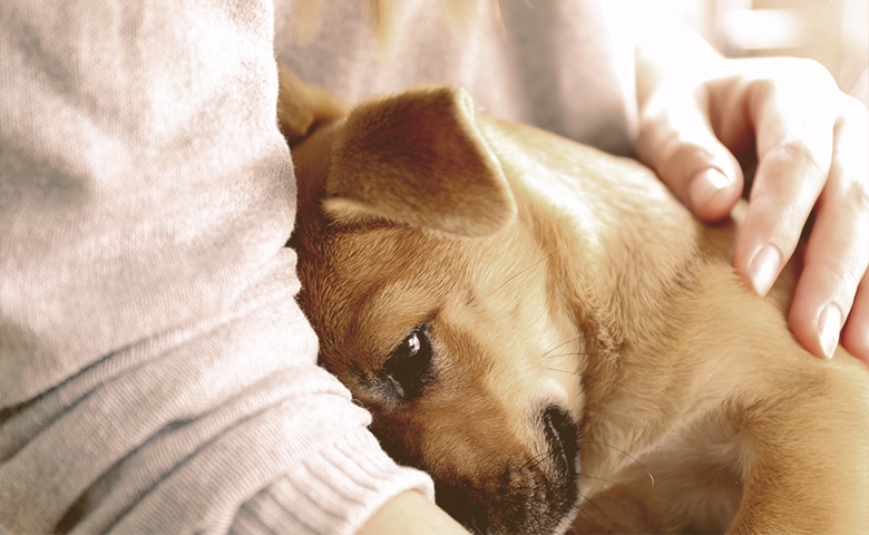 owner giving a hug to his dog