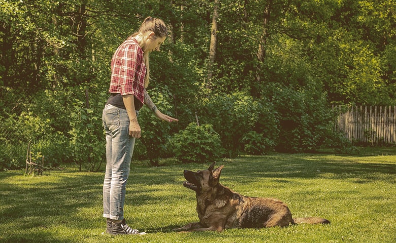 professional dog trainer professional dog trainer