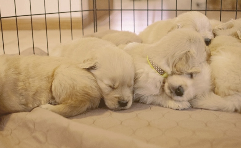 puppies sleeping in a crate