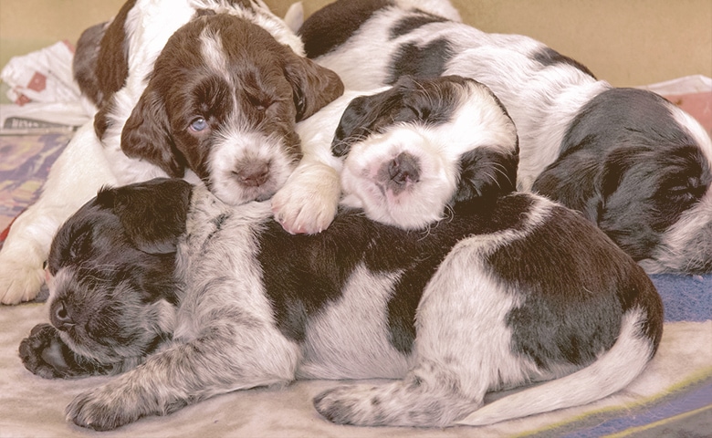 puppies sleeping