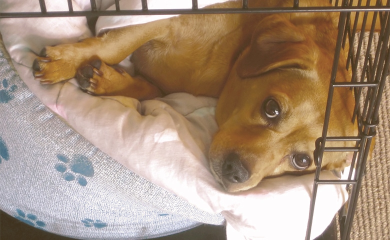 puppy in a crate