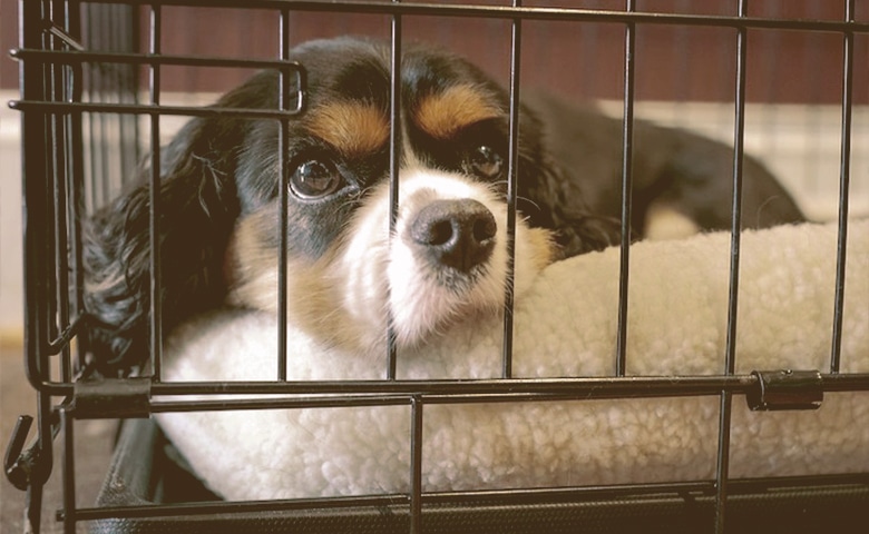 puppy in a crate