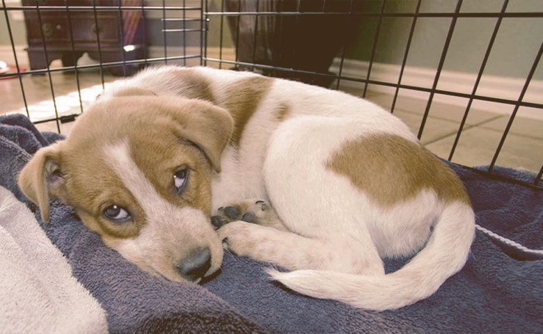 puppy in a crate puppy in a crate