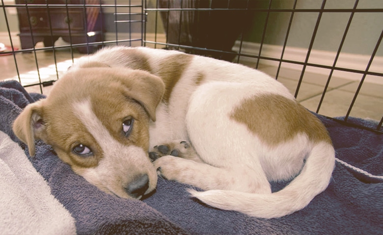 puppy in a crate