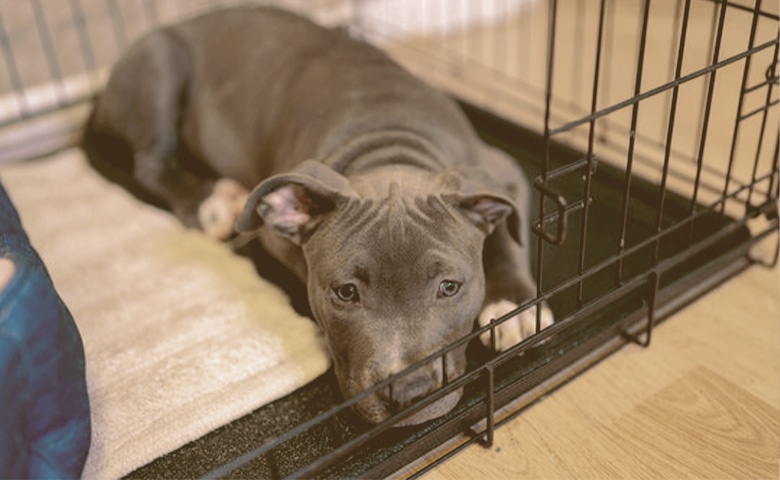 puppy in a crate