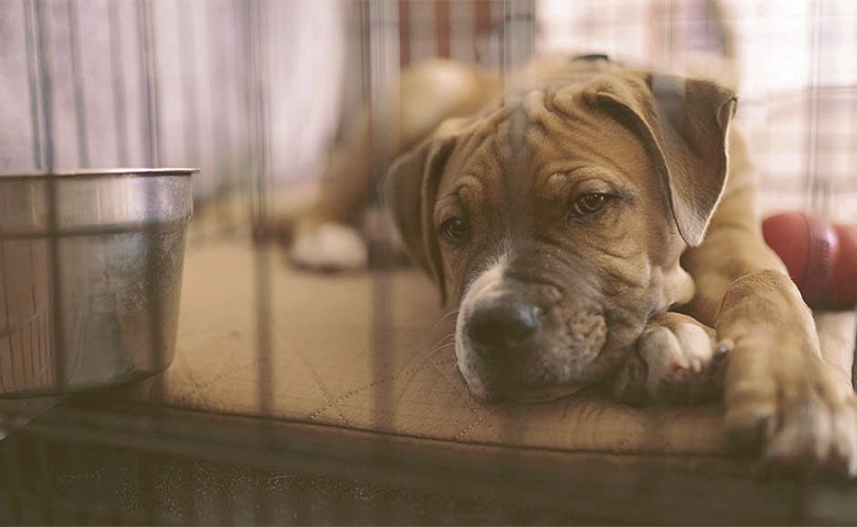 puppy in a crate