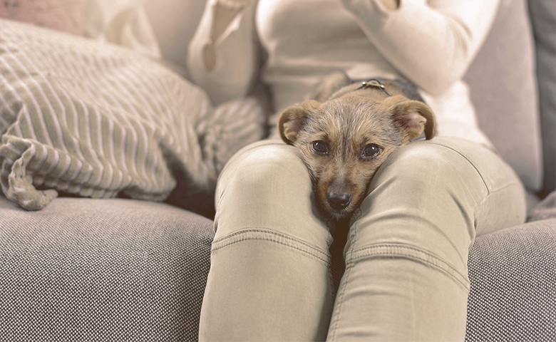 puppy seating in owner lap