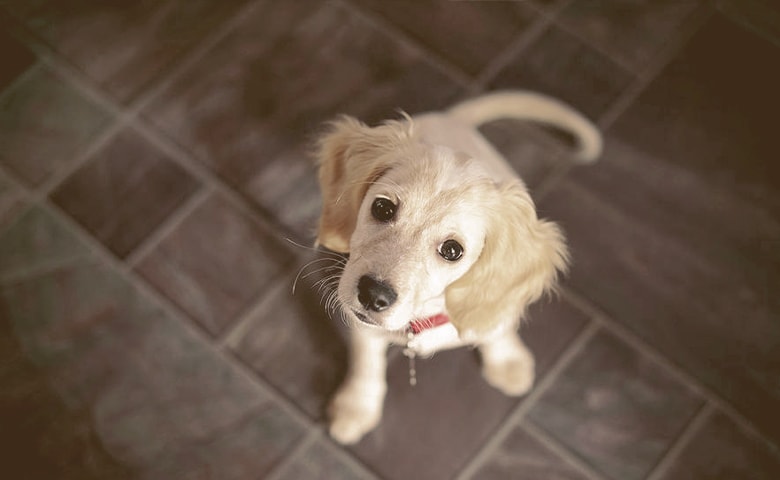 puppy sitting and looking up