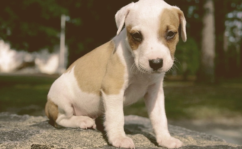 puppy sitting puppy sitting