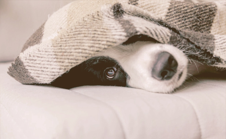 puppy under a blanket