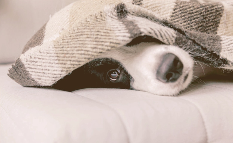 puppy under a blanket puppy under a blanket