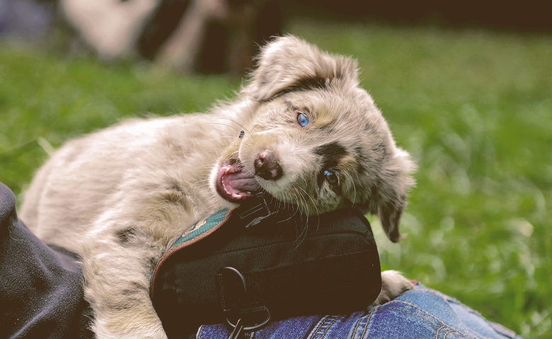 puppy with bad behavior puppy with bad behavior
