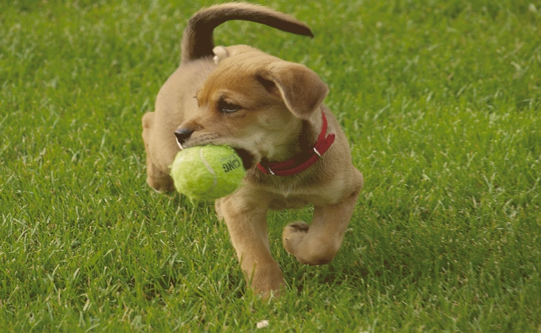 puppy with tennis ball in mouth