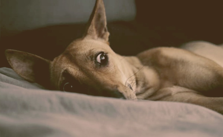 scared and anxious dog