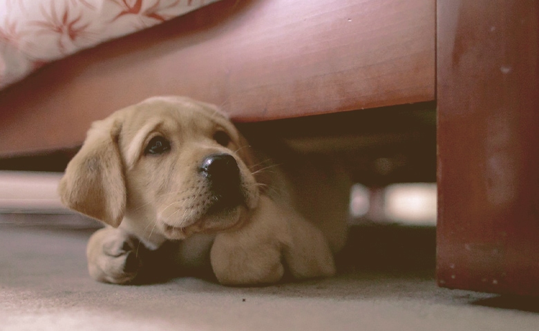 scared puppy scared puppy