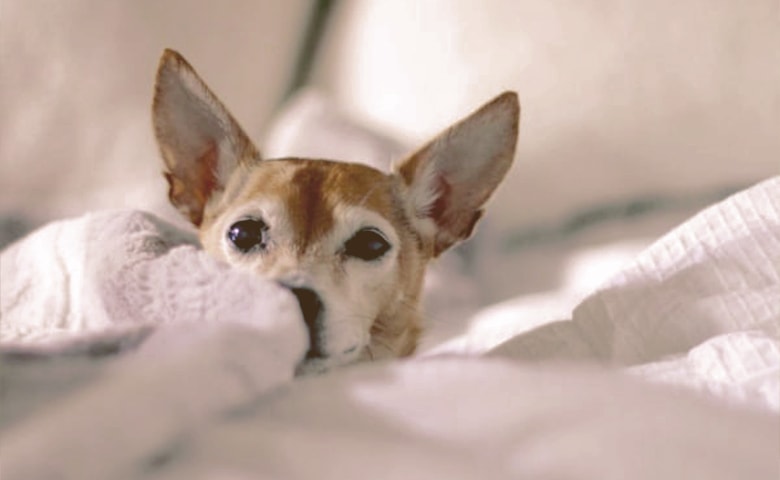 small dog restless and scared small dog restless and scared