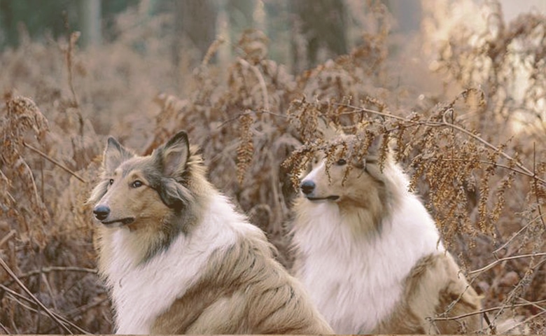 two dogs on the field