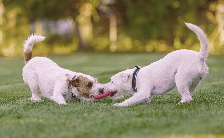two dogs playing with disc two dogs playing with disc