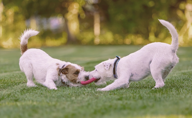 two dogs playing with disc