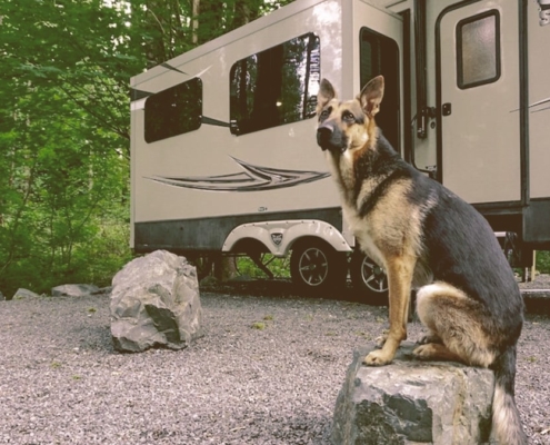 dog next to rv