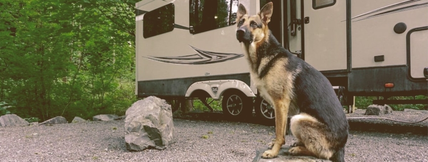 dog next to rv