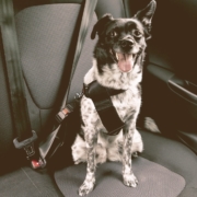 dog with seatbelt